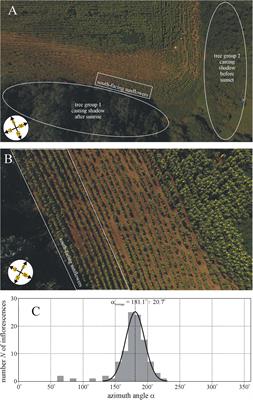 Mature Sunflower Inflorescences Face Geographical East to Maximize Absorbed Light Energy: Orientation of Helianthus annuus Heads Studied by Drone Photography